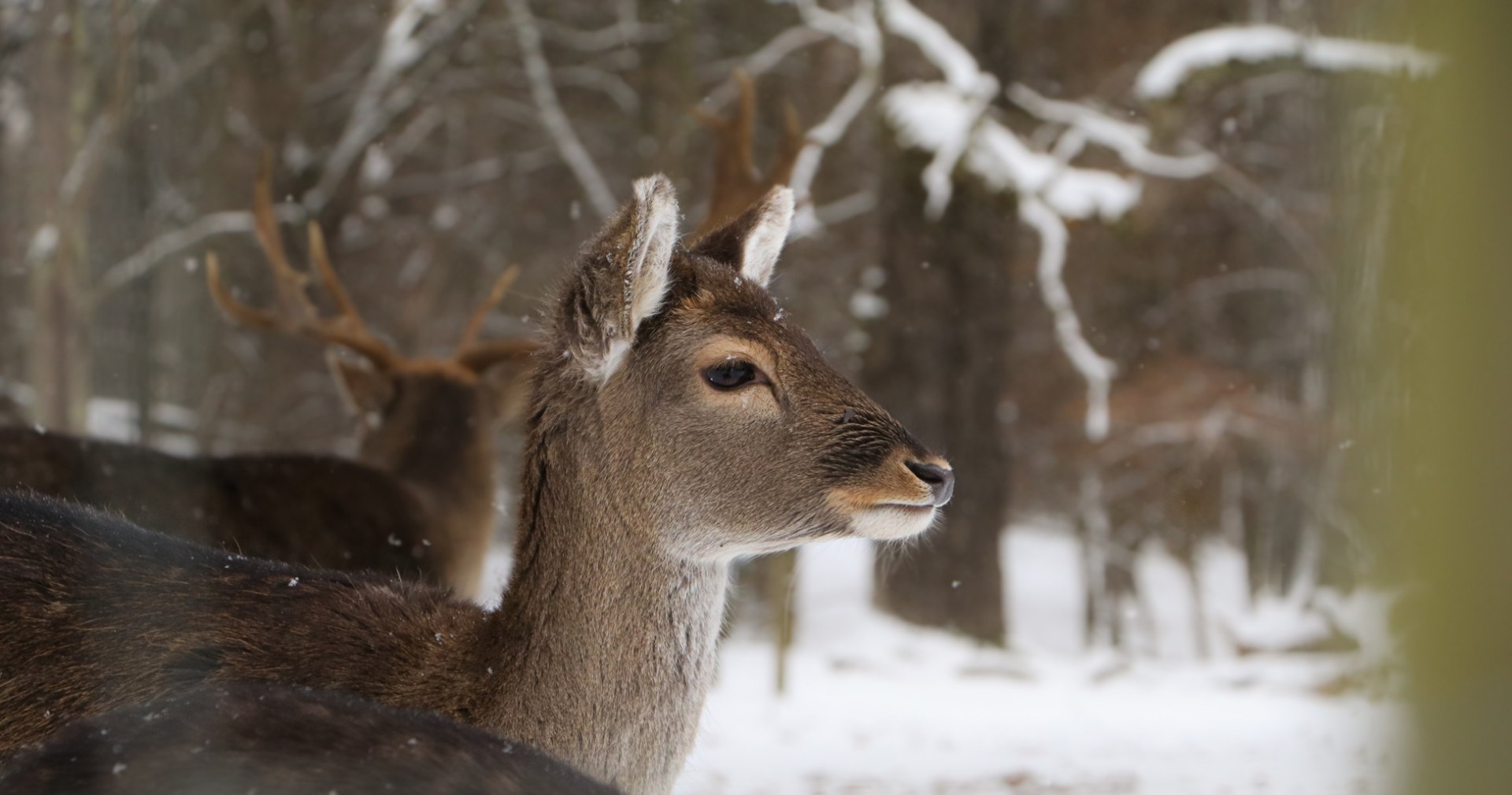 Deer feeding, © Unsplash - Foto S. Moog