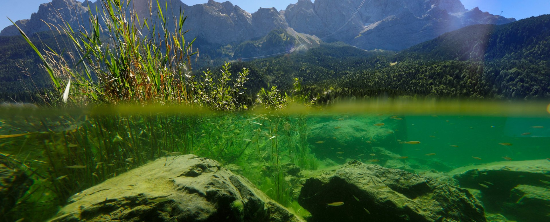 grüner Eibsee, mit Fischen unter Wasser, © Touristinformation Grainau - Foto Ehn
