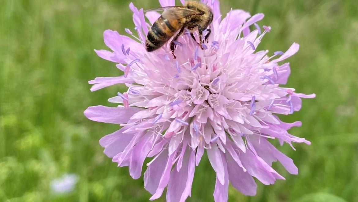 Biene auf Blume, © Apel, M.