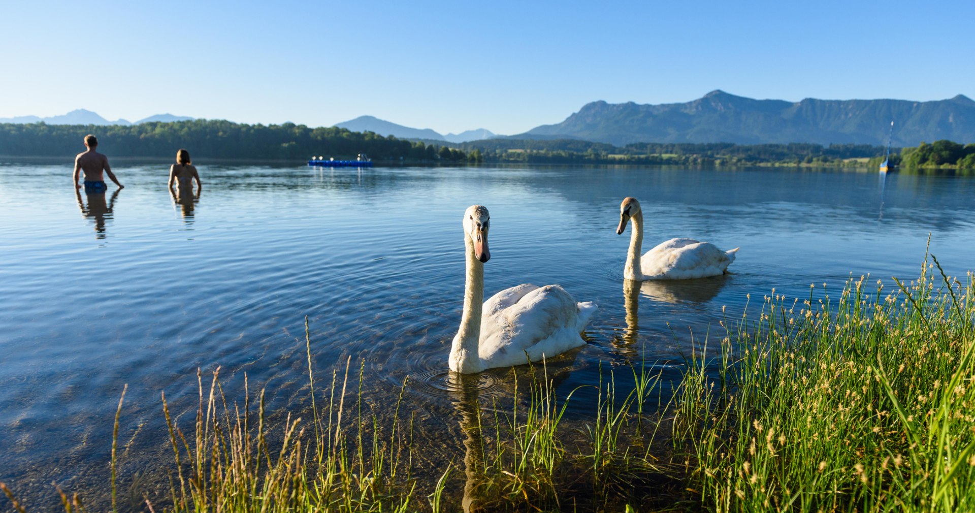 Swans in Lake Staffelsee near Murnau, © Wolfgang Ehn