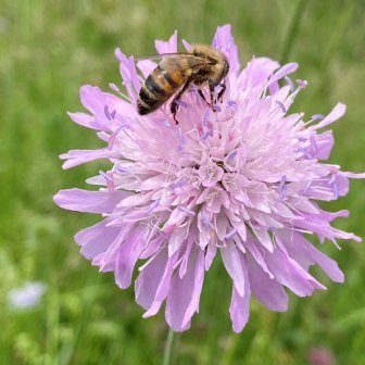 Biene auf Blume, © Apel, M.