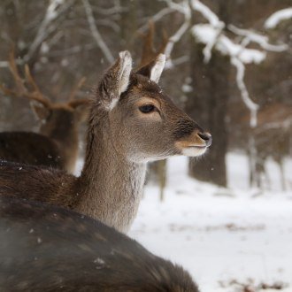 Deer feeding, © Unsplash - Foto S. Moog