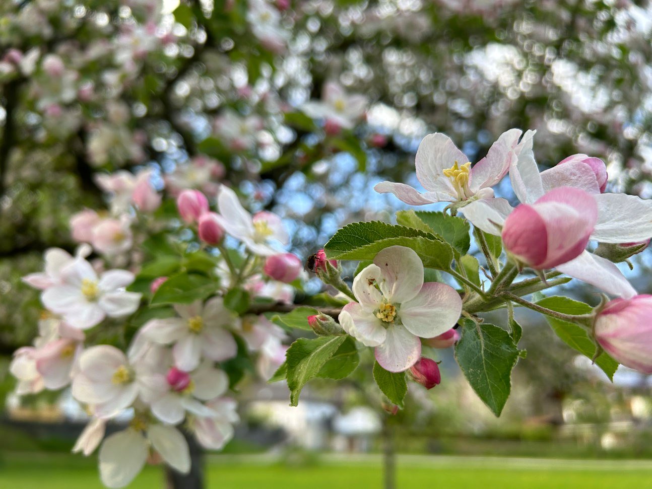 Apfelblüte, © Zugspitzdorf Grainau - 