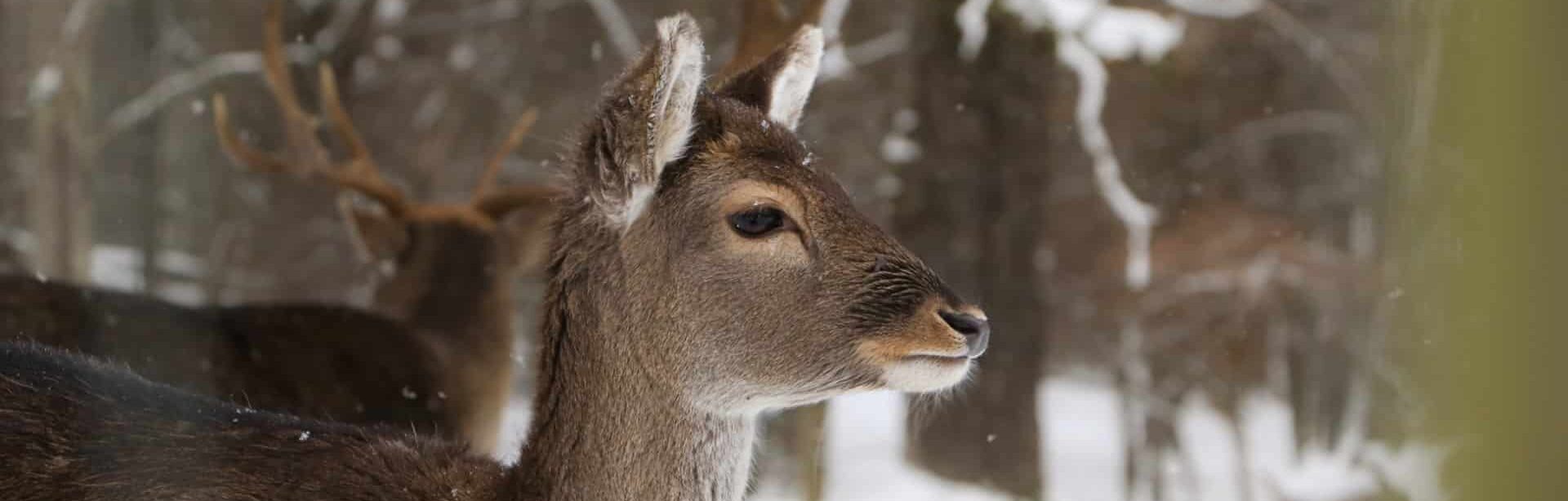 wildfuetterung
