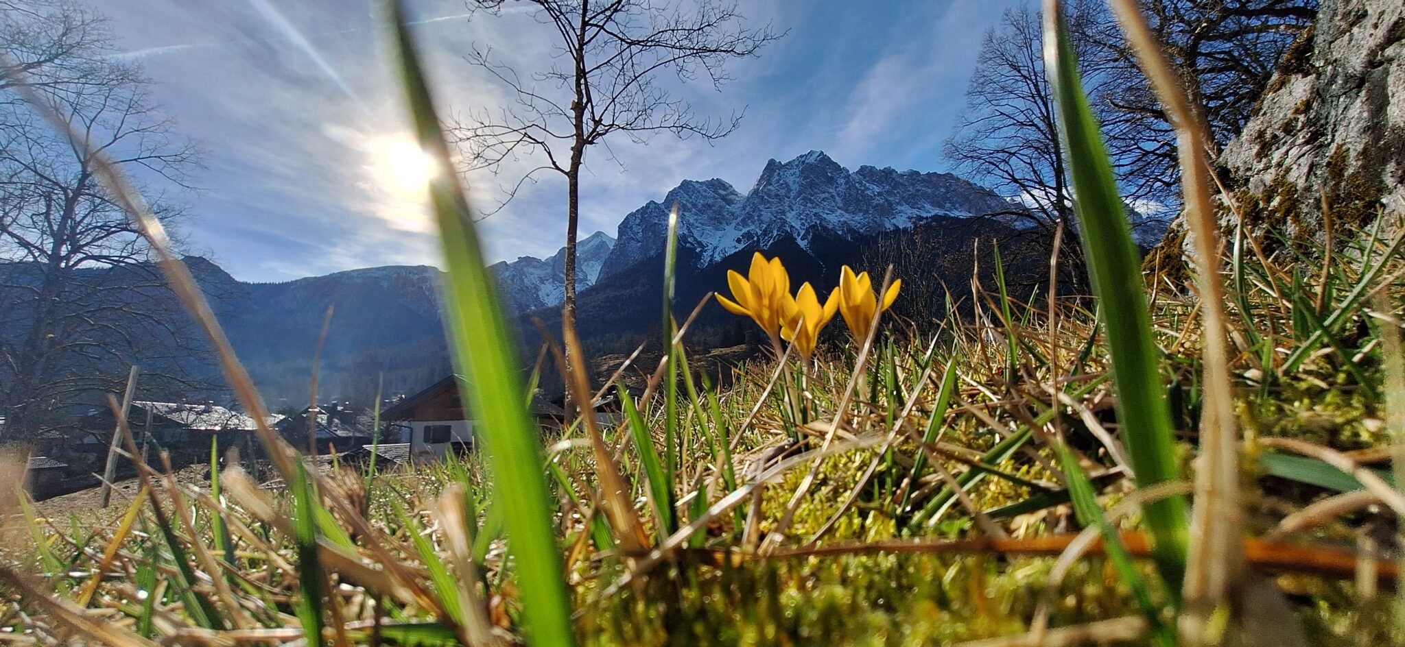 Krokus im Hintergrund Berge