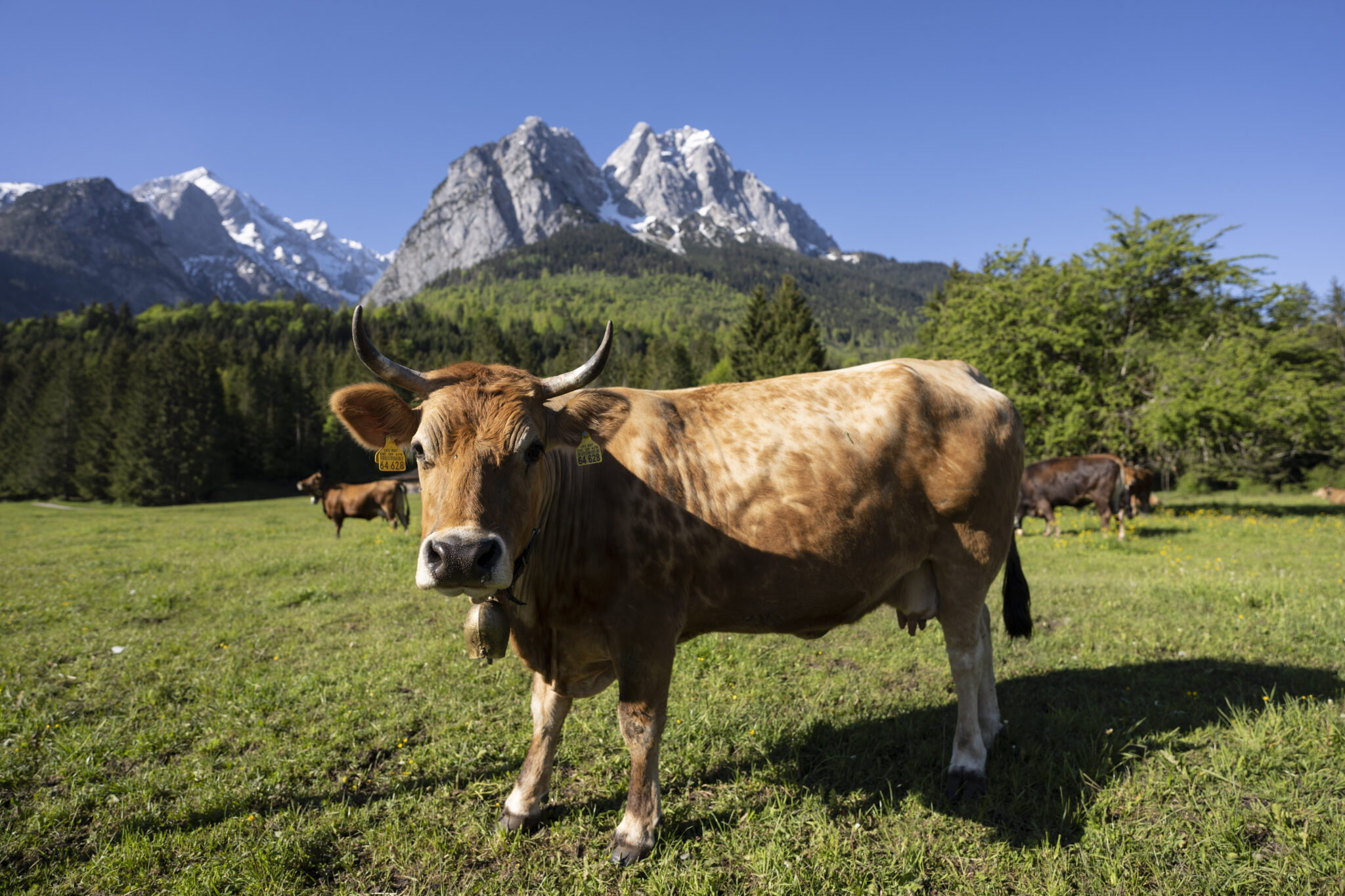 Kuh im Vordergrund auf Weide im Hintergrund Berge