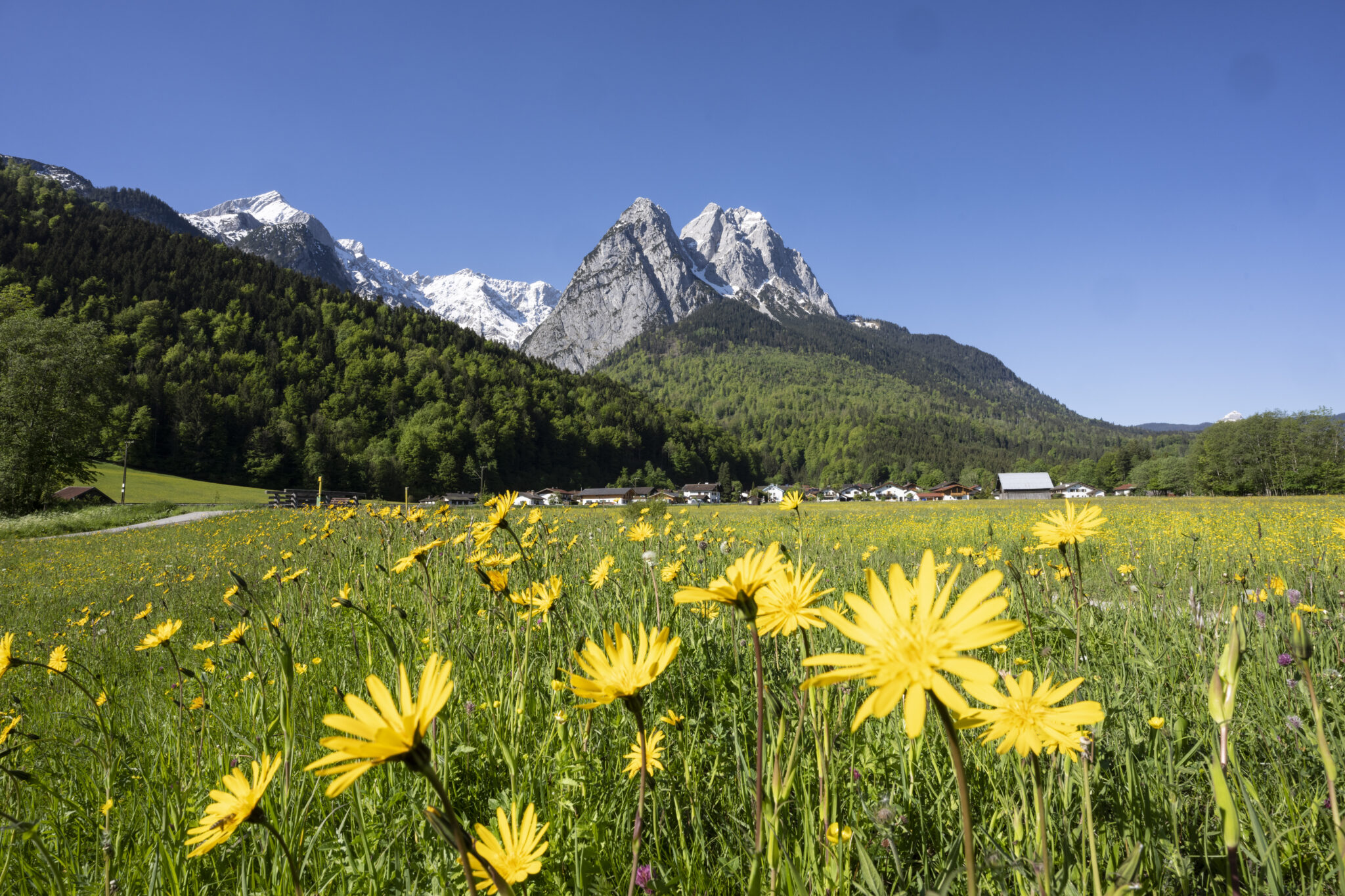 Frühjahrswiese im Hintergrund die Waxensteine