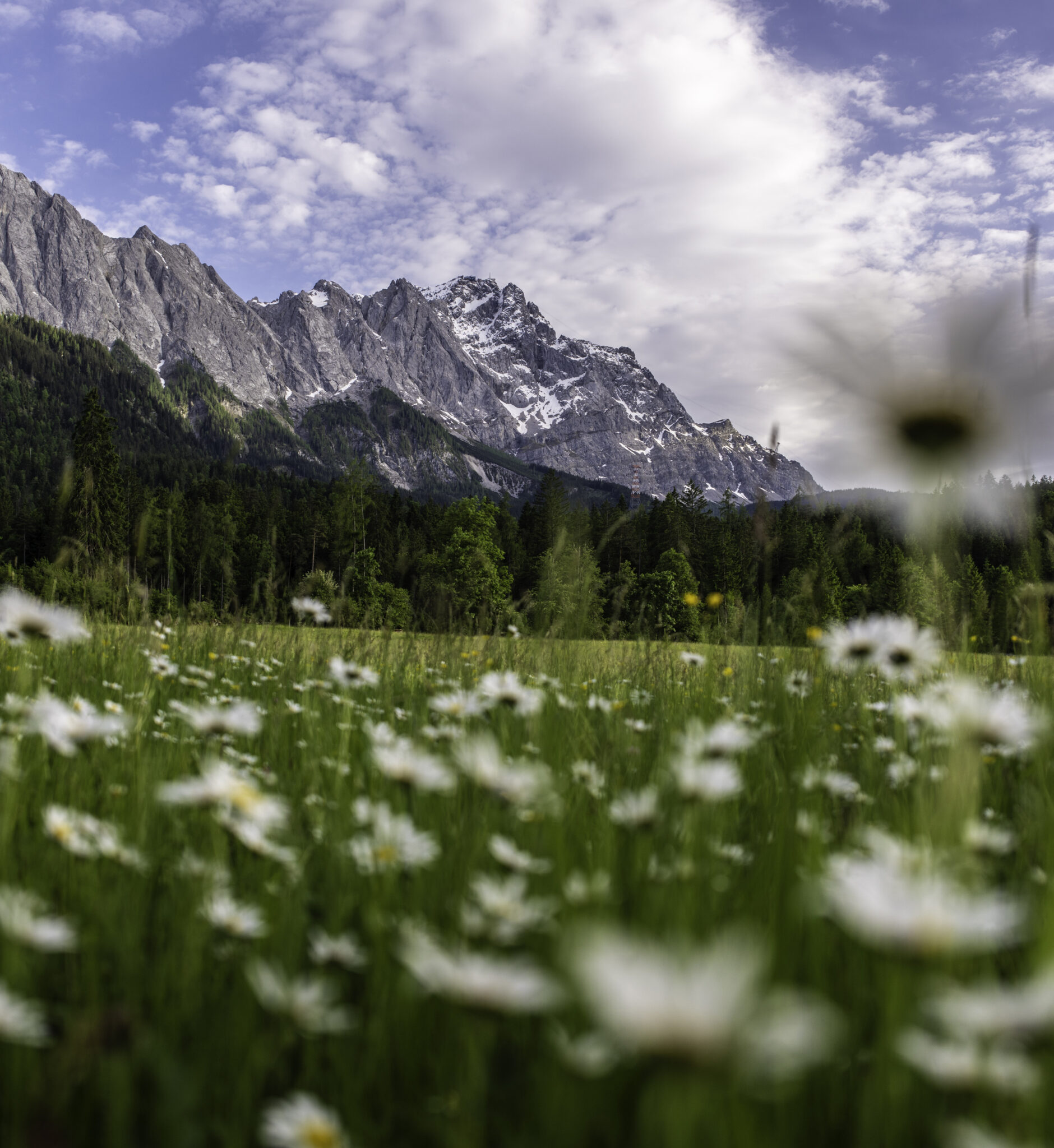 Margarithenwiese im Hintergrund die Zugspitze