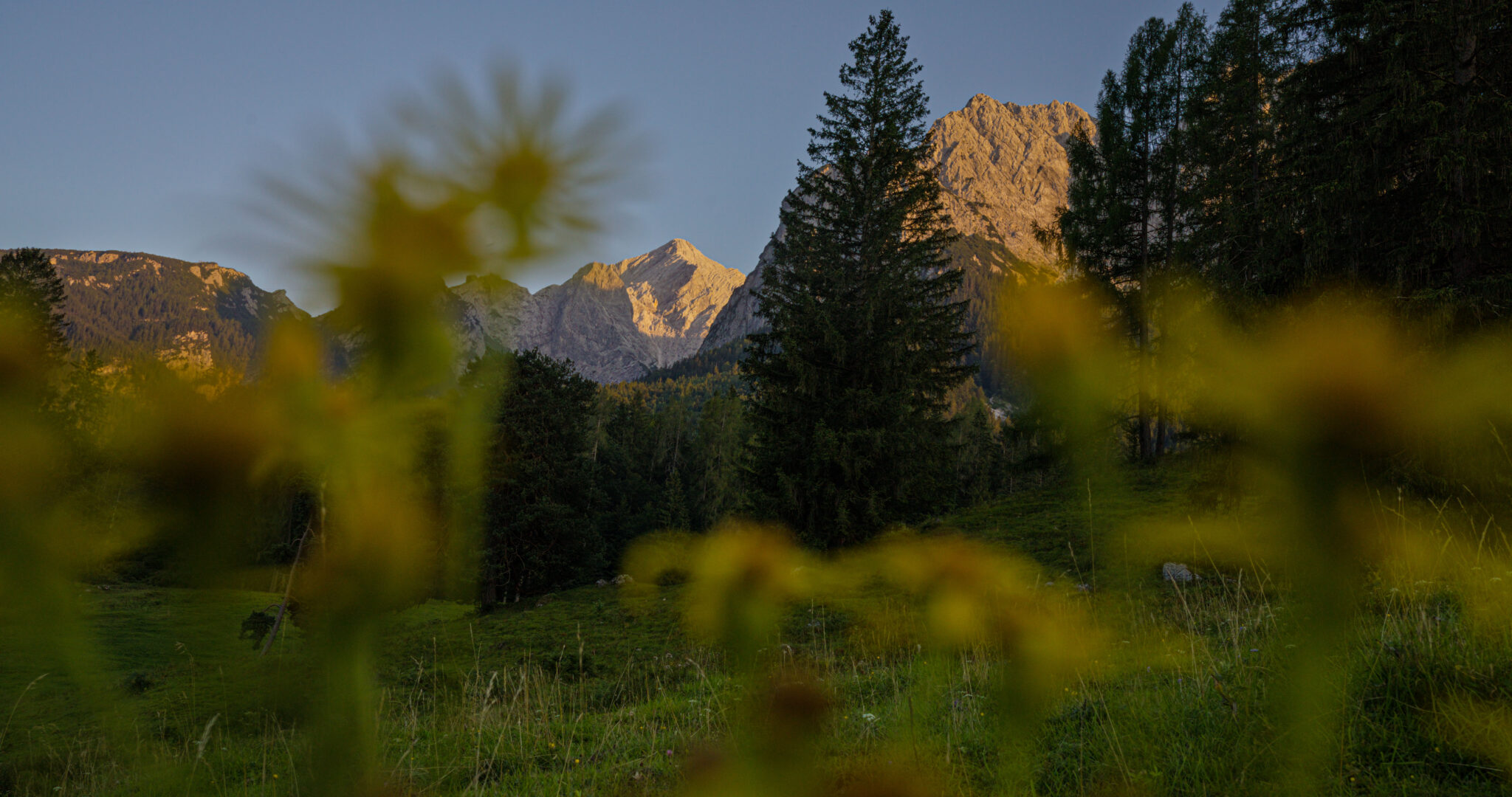 Alpspitze und Waxenstein Blumen dunkel im Vordergrund