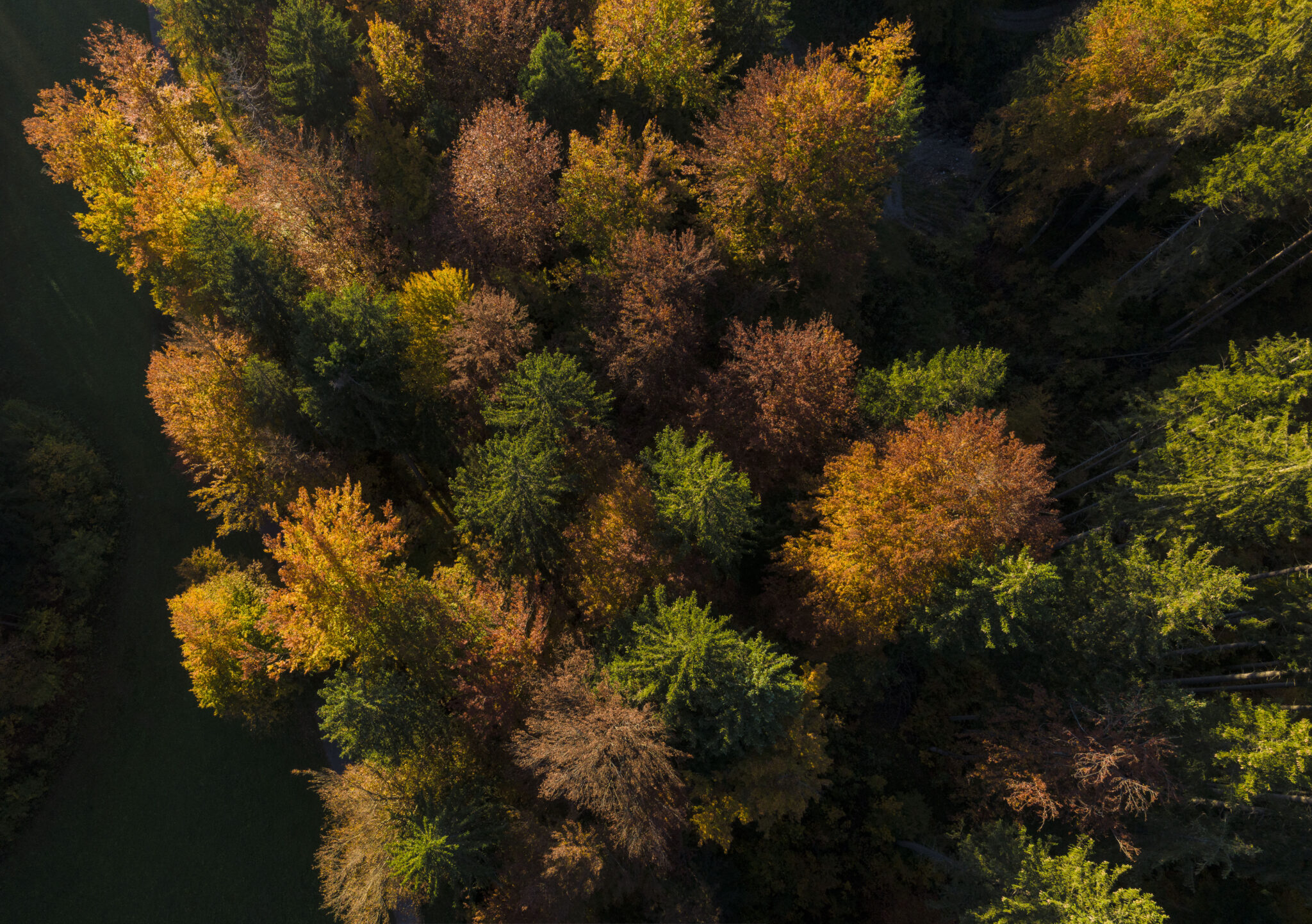 Herbstwald von oben