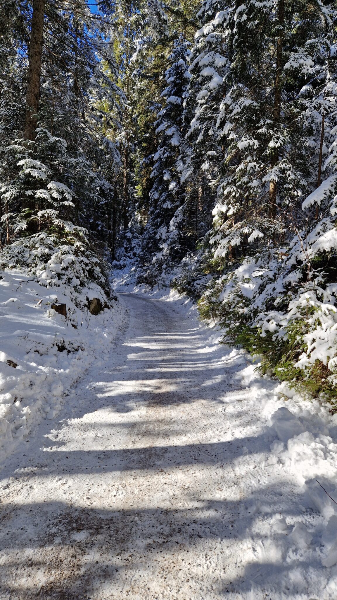 Eibsee, Eislauf, Schneeschuh, Schlitten ©Zugspitzdorf Grainau H (40)