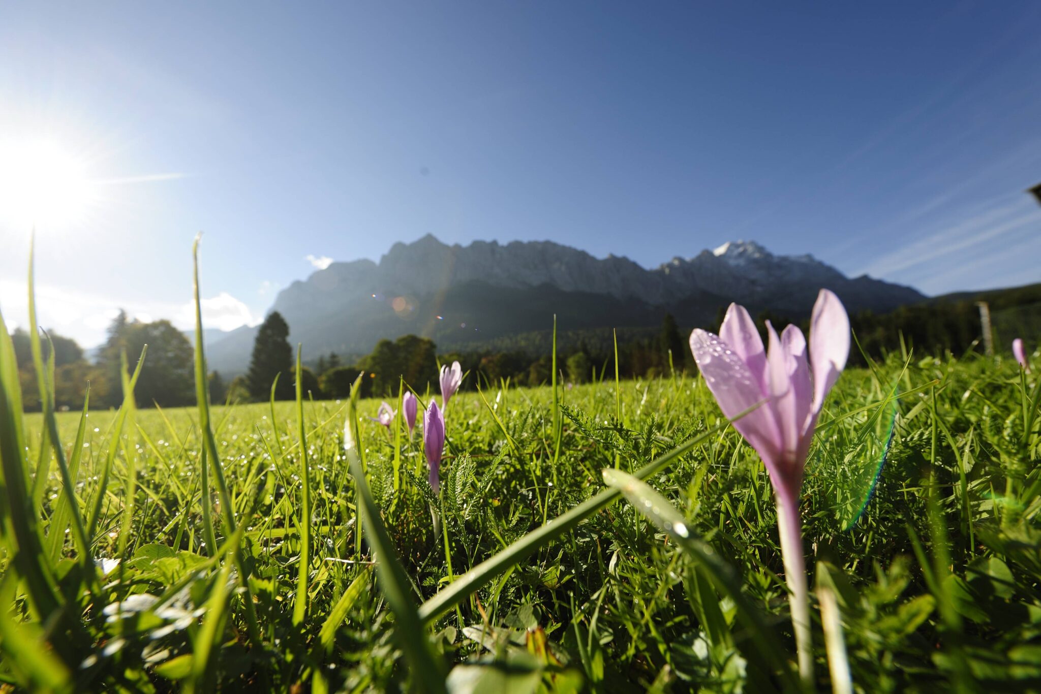 Frühjahrsblume in grüner Wiese im Hintergrund Berge Grainau